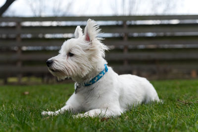 Close-up of white dog on grass