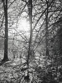 Low angle view of bare trees