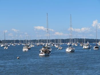 Sailboats moored in marina