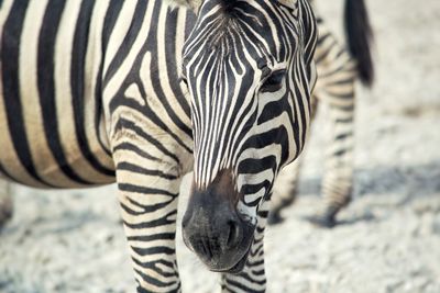 Close-up of zebra