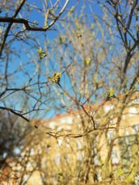 Low angle view of flowering plant