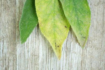 Close-up of green leaves on wooden table