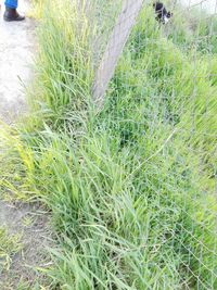 High angle view of plants growing on field