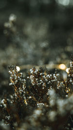 Close-up of snow on field