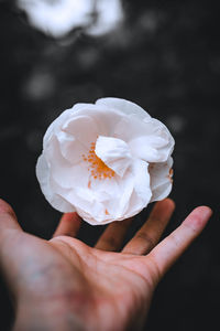 Cropped hand holding white flower