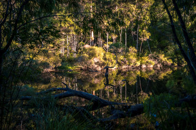 Trees in sunlight