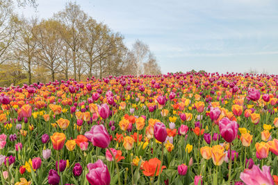 Scenic view of pink flowering trees on field against sky