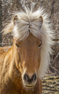 Close-up portrait of a horse head