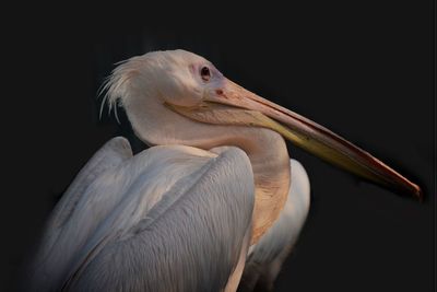 Close-up of pelican perching on black background