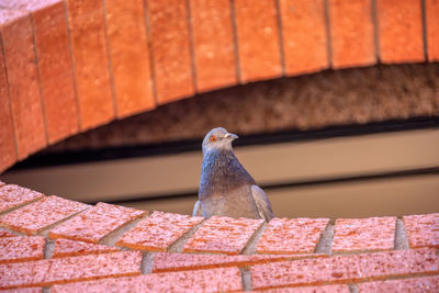 Low angle view of bird perching on roof