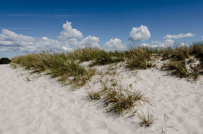 Grass growing on white sand against cloudy sky