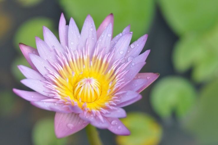 CLOSE-UP OF PINK FLOWER BLOOMING