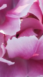 Close-up of pink flowers