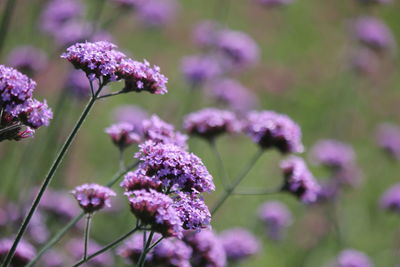 Close-up of purple flowering plant