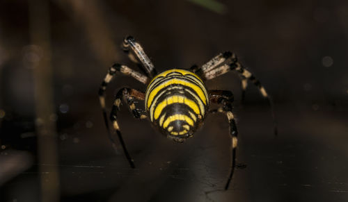 Macro of a spider-wasp