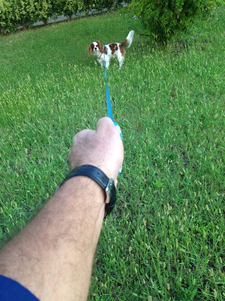 grass, personal perspective, low section, person, grassy, green color, part of, field, unrecognizable person, cropped, lifestyles, high angle view, leisure activity, sunlight, holding