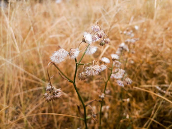 Close-up of flowers on field