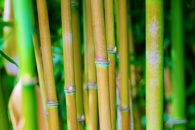 Full frame shot of bamboo plants