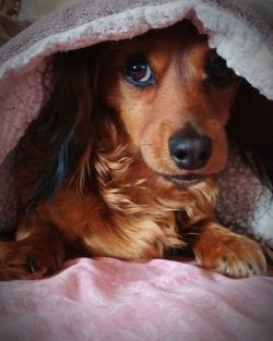 Close-up portrait of brown dog below blanket