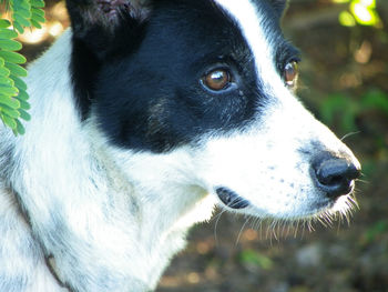 Close-up of dog