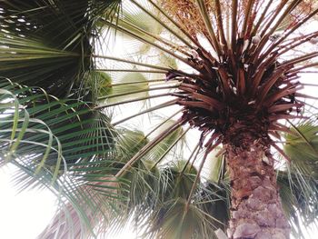 Low angle view of palm trees against sky