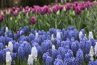 Close-up of purple flowers on field