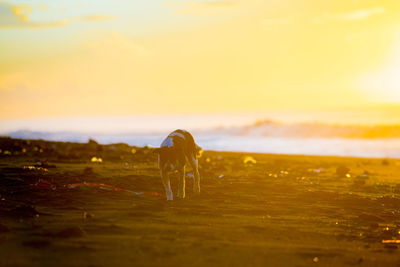 Man standing on field against sky during sunset