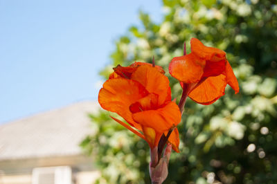 Close-up of orange flowering plant against sky