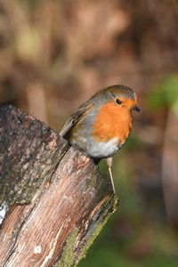 Close-up of bird perching outdoors