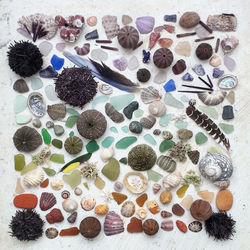 Directly above shot of multi colored various shells arranged