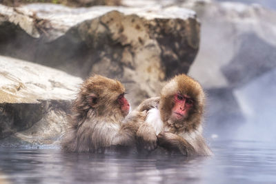 Close-up of monkey