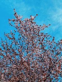 Low angle view of cherry blossoms in spring