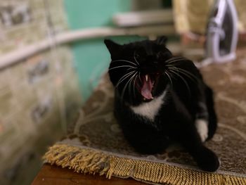 Cat yawning