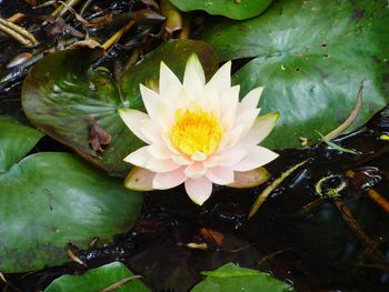 Close-up of lotus water lily in pond