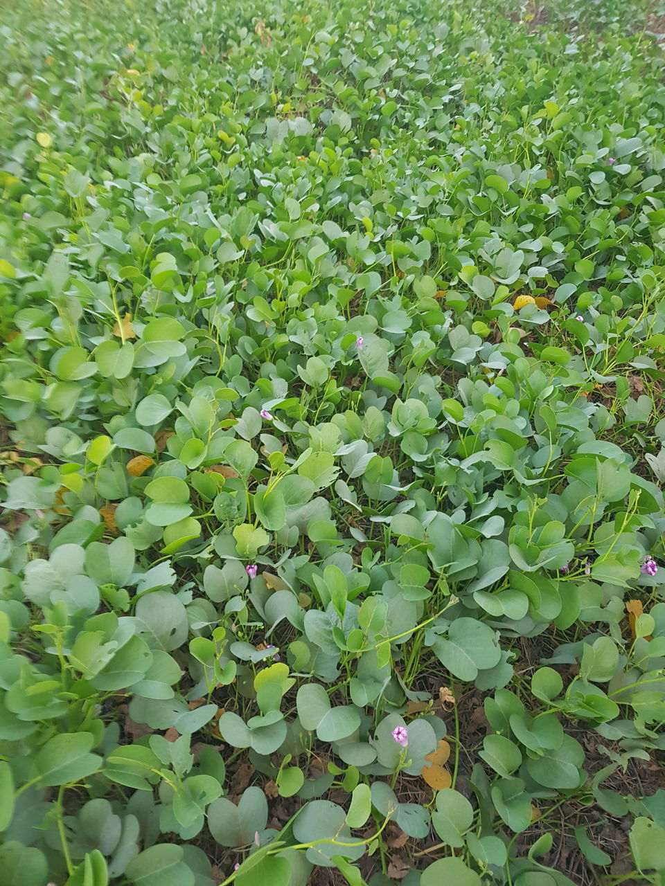 FULL FRAME SHOT OF FRESH GREEN PLANTS