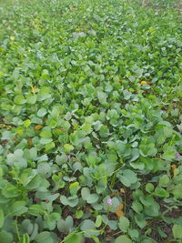 Full frame shot of plants growing on land