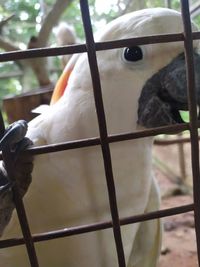 Close-up of birds perching on branch