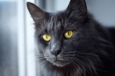 Close-up of black cat looking away