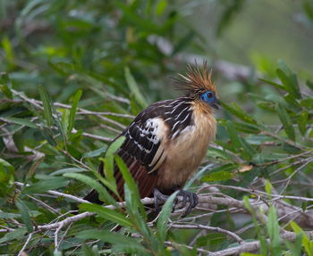 Close-up of a bird perching on a field