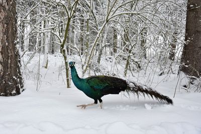 Bird on snow covered land