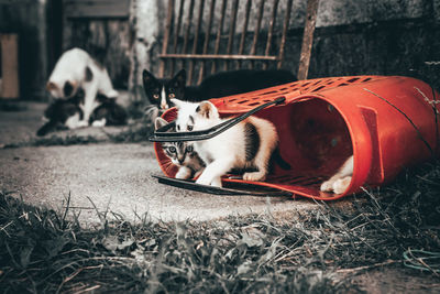 Cats playing in the red basket