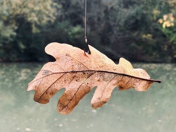 Close-up of dry leaf on water