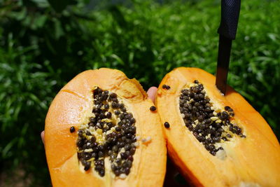 Close-up of orange fruit