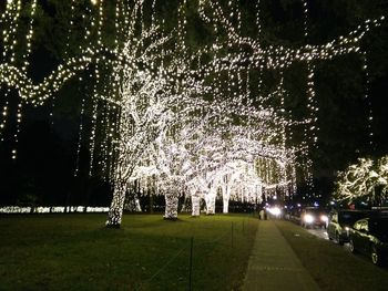 Illuminated trees at night