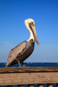 Brown pelican pelecanus occidentalis purchase on the side of the pier at deerfield beach 