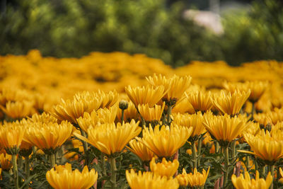 Close-up of yellow flowering plants on field