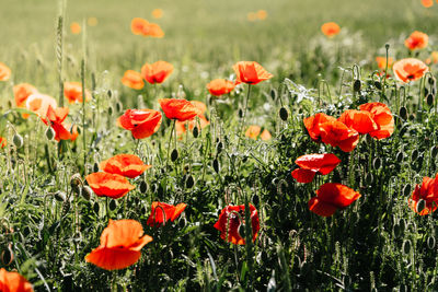 Close-up of red poppies in field