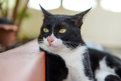 Close-up portrait of a cat