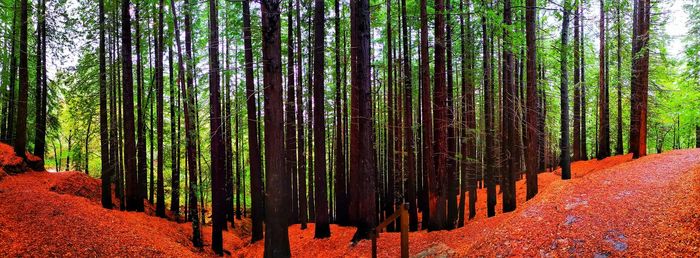 Panoramic shot of bamboo trees in forest