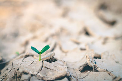 Growth of trees in drought, living with tree drought.